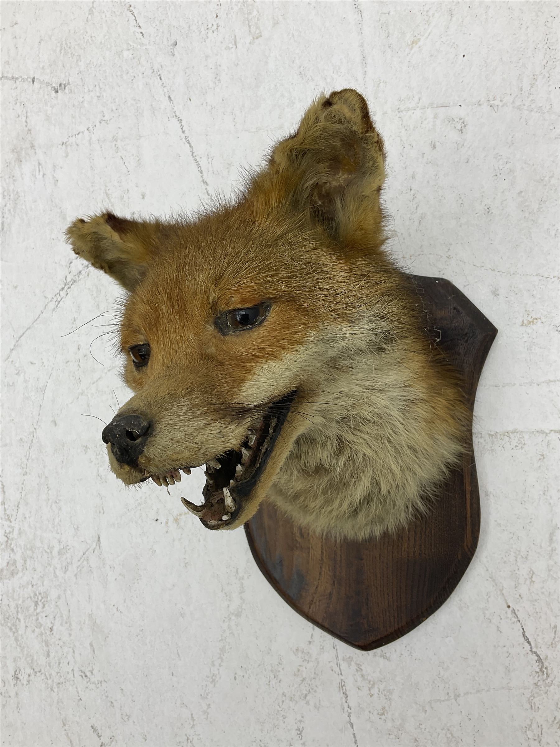 Taxidermy; Red fox mask (Vulpes vulpes), an adult head mount looking straight ahead, with mouth open bearing teeth, mounted upon a oak shield, H30cm 