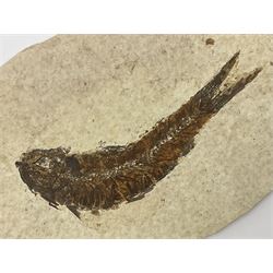 Fossilised fish (Knightia alta) in an oval matrix; age; Eocene period, location; Green River Formation, Wyoming, USA, matrix H12cm, L16cm