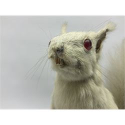 Taxidermy: Victorian albino Squirrel (Sciurus vulgaris), full mount adult, holding a hazelnut, upon naturalistic ground, enclosed beneath later glass dome with ebonised base, H32cm