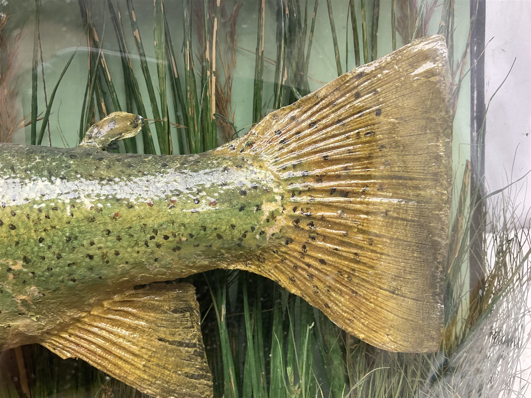 Taxidermy: Brown trout (Salmo trutta), skin mount set above a pebbled river bed with reeds and ferns, against blue painted back drop, enclosed within an ebonised bow-front display case, with 'Costa Beck May 27th 1911, Weight 2 1/2lbs', inscribed to the glass, H34cm, L58cm 