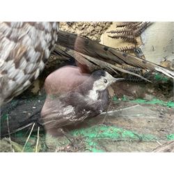 Taxidermy; cased bird diorama, to include Red-neck Pheasants (Phasianus colchicus) adult mounts hen and cock, Common Kestrel (Falco tinnunculus), Common Blackbird (Turdus merula), Starling (Sturnus vulgaris) and others,  in a naturalistic setting, encased within a single pane display case, H66cm, L97cm