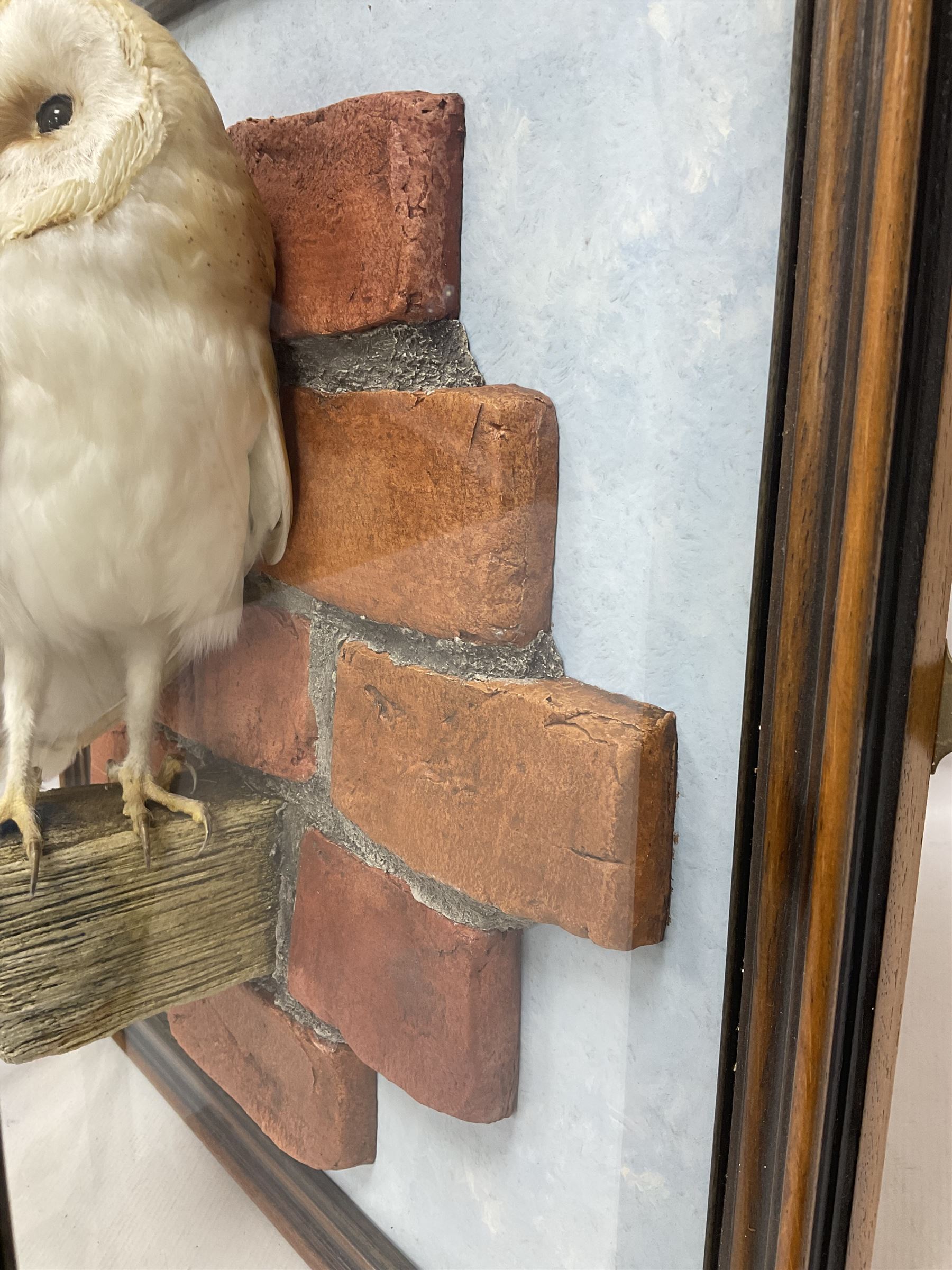 Taxidermy: Wall Mounted Barn Owl (Tito alba), dated 2001, by David Astley, Taxidermist, York, a high quality full mount adult male with head turning to the right, perched upon a short wooden beam, set against a faux brick back drop, width 50cm x height 55cm overall, bearing taxidermist's full paper trade label verso.
with Cites Article 10 (non transferable) licence no.24GBA102LOMN1 Cause of death RTA - 2001. This specimen would require a re-export licence to export from the UK, an import permit would be required into your chosen country, this is the responsibility of the buyer alone, David Duggleby Auctioneers and Valuers do not offer any onward re-export or import licences.