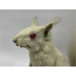 Taxidermy: Victorian albino Squirrel (Sciurus vulgaris), full mount adult, holding a hazelnut, upon naturalistic ground, enclosed beneath later glass dome with ebonised base, H32cm