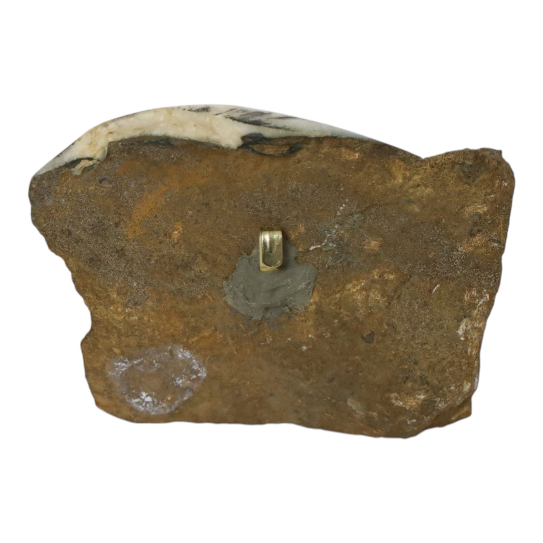 Aegasteroceras sp (ammonite) age; Lower Jurassic period, location; Scunthorpe, England, Cardinia hybrida (bivalve), age Jurassic period, location; Scunthorpe England, Promicroceras Planicosta (ammonites) age; Jurassic period, loication; Lyme Regis, England and other English specimens    