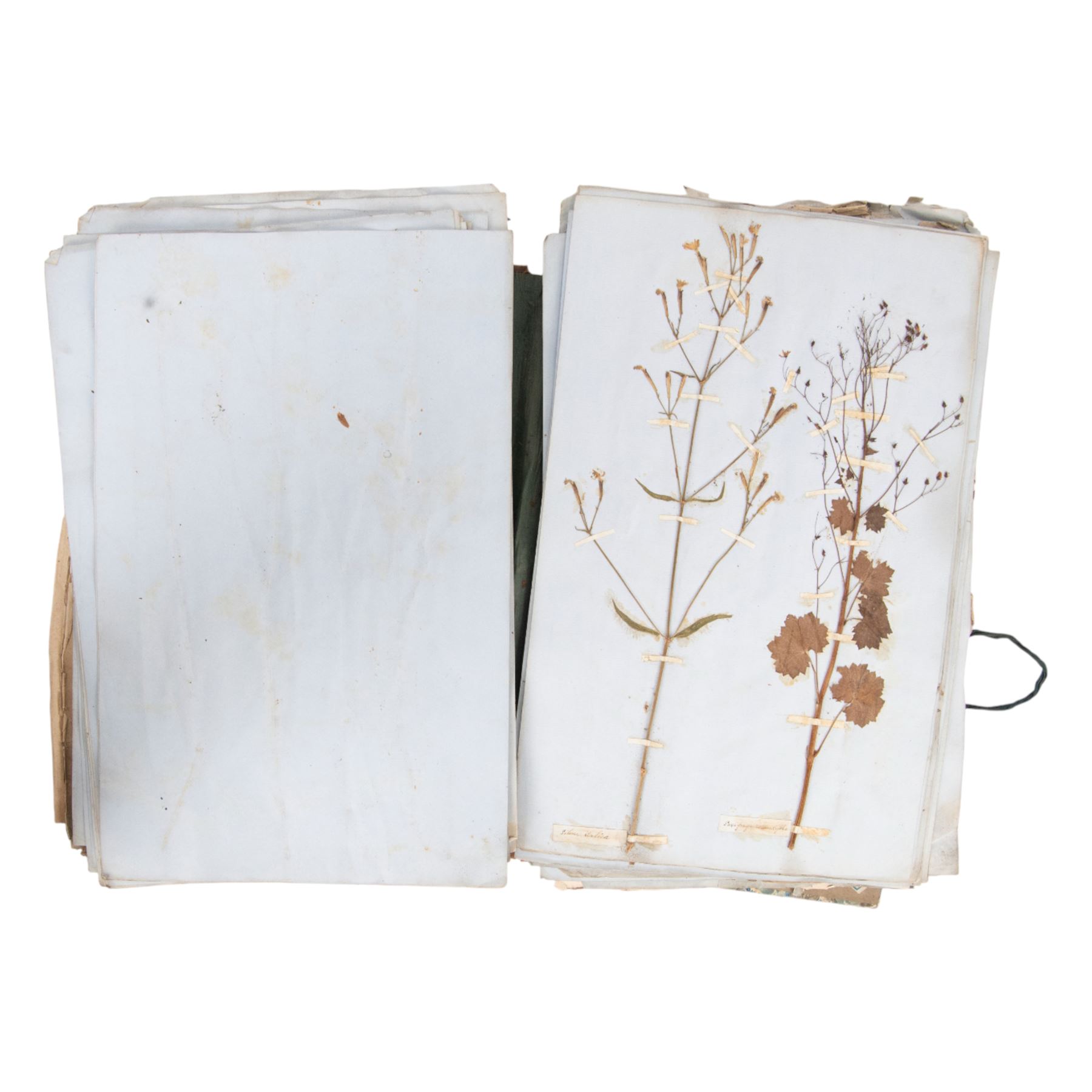 A Thorburn framed print of Razorbill, together with a Victorian book of pressed flowers, W.E Kirby Butterflies and Moths, George Henslow How to Study Wild Flowers etc