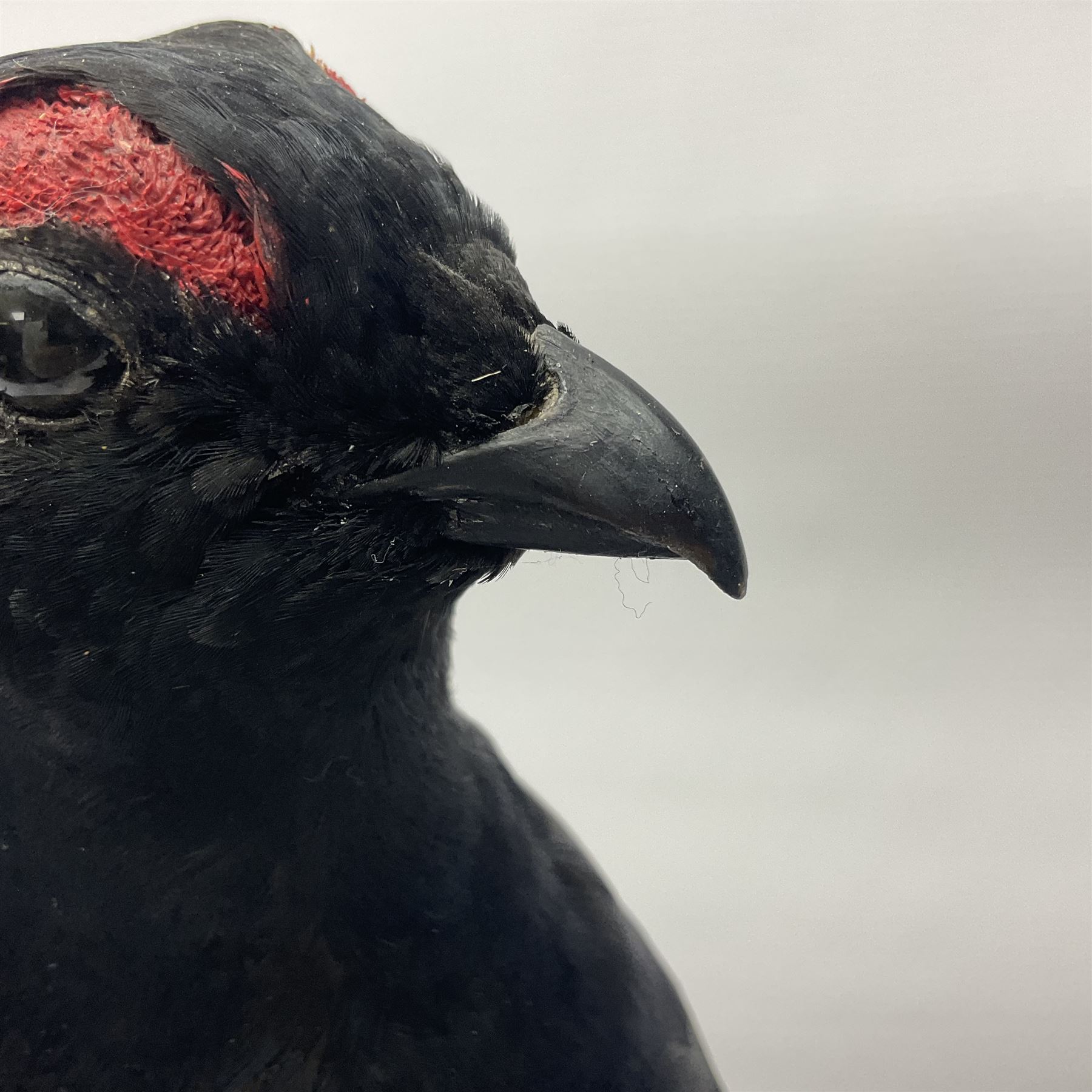 Taxidermy: Black Grouse (Lyrurus tetrix), full mount adult cockbird, open display perched upon a branch, H48cm