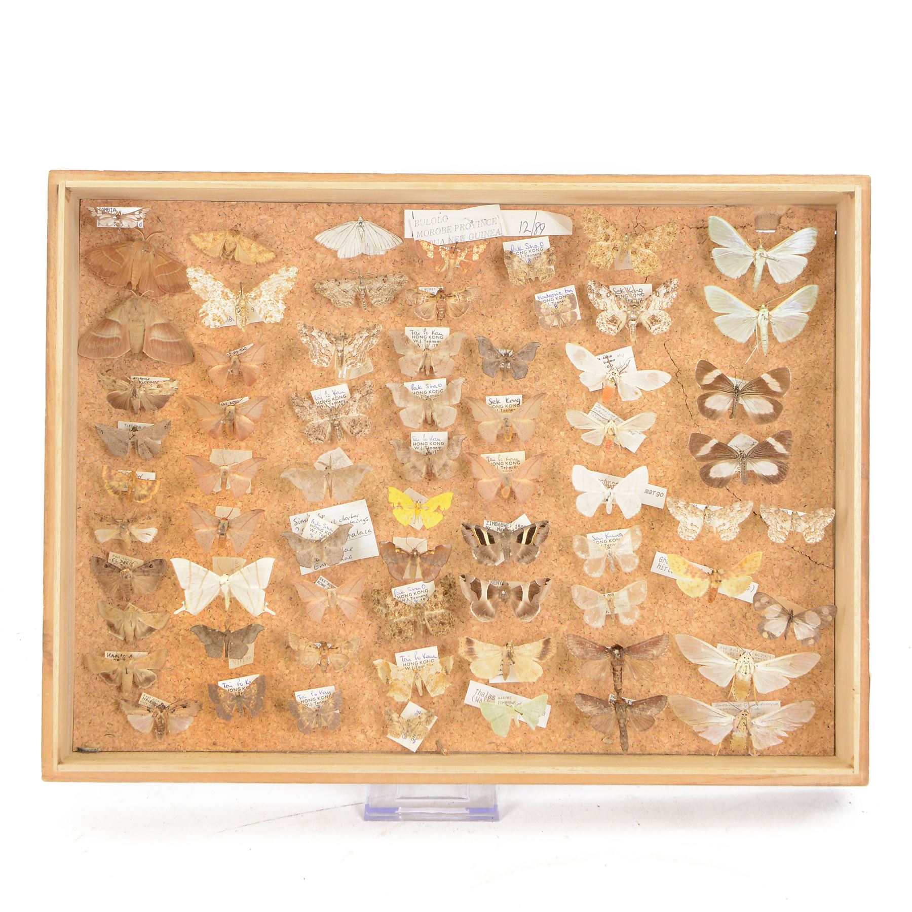 Entomology: Japanese balsa storebox of World Moths, with approximately sixty five specimens, with attached data labels, all pinned, storage box H27cm, L36cm By vendors repute; the storage box came from the British Natural History Museum 