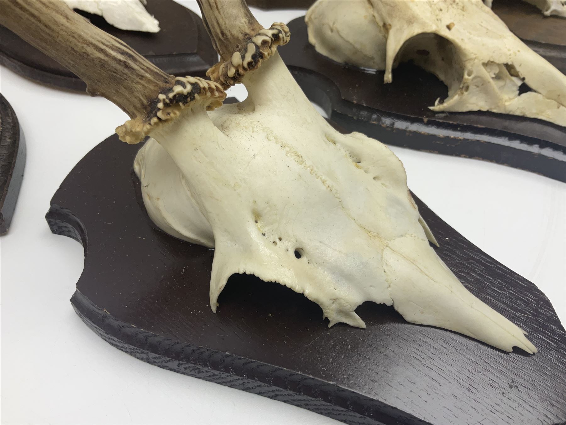 Antlers/Horns: Roe Deer (Capreolus capreolus) ten pairs of roe deer antlers mounted upon wooden shields, shield H20cm 