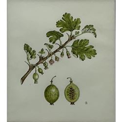 Sarah Gould (British 1955-): 'Gooseberry' Botanical Study, watercolour on vellum signed with monogram, artist's studio label verso 16cm x 14cm
Notes: Sarah is a qualified Landscape Architect. Member of the Leicestershire Society of Botanical Illustrators; Fellow of the Chelsea Physic Garden Florilegium Society (from 2002). Her work is held in the permanent collections of the RHS Lindley Library, The Highgrove Florilegium, The Hunt Institute and the Chelsea Physic Garden. Teaches for the Chelsea Botanical Art School.  On the selection Panels for LSBI and Eden Project Florilegium Society. Exhibited at the 12th International at the Hunt in 2007, the Natural History Museum and Shirley Sherwood Gallery.
