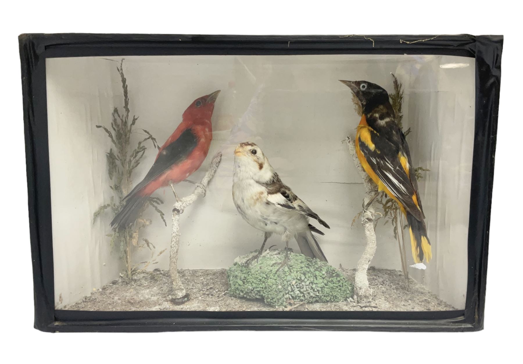 Taxidermy; Victorian cased display of birds, comprising Scarlet Tanager (Piranga olivacea), Campo Troupial (Icterus jamacaii) and Snow Bunting (Plectrophenax nivalis), amidst a naturalistic setting, encased within an ebonised single pane display case, H23cm, L35cm