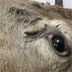 Taxidermy: Red Deer (Cervus elaphus), adult male imperial stag shoulder mount looking straight ahead, eleven point antlers, mounted upon a shaped wooden shield, D65cm