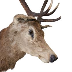 Taxidermy: Red Deer (Cervus elaphus), an adult stag shoulder mount with head turning to the right, mounted upon a wooden shield, D76cm