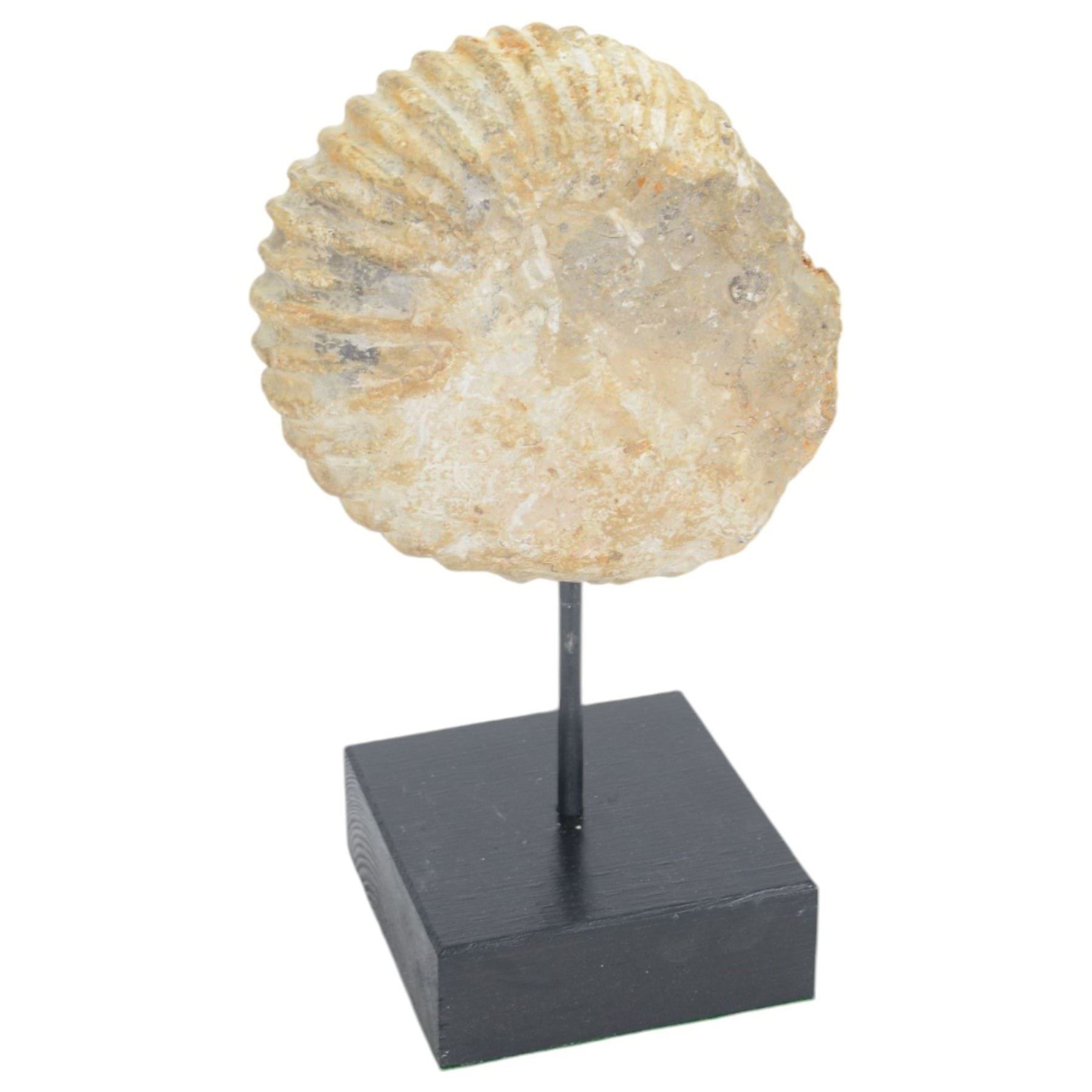 Pair of ammonite fossil, mounted upon a rectangular wooden base, age; Cretaceous period, location; Morocco, H32cm