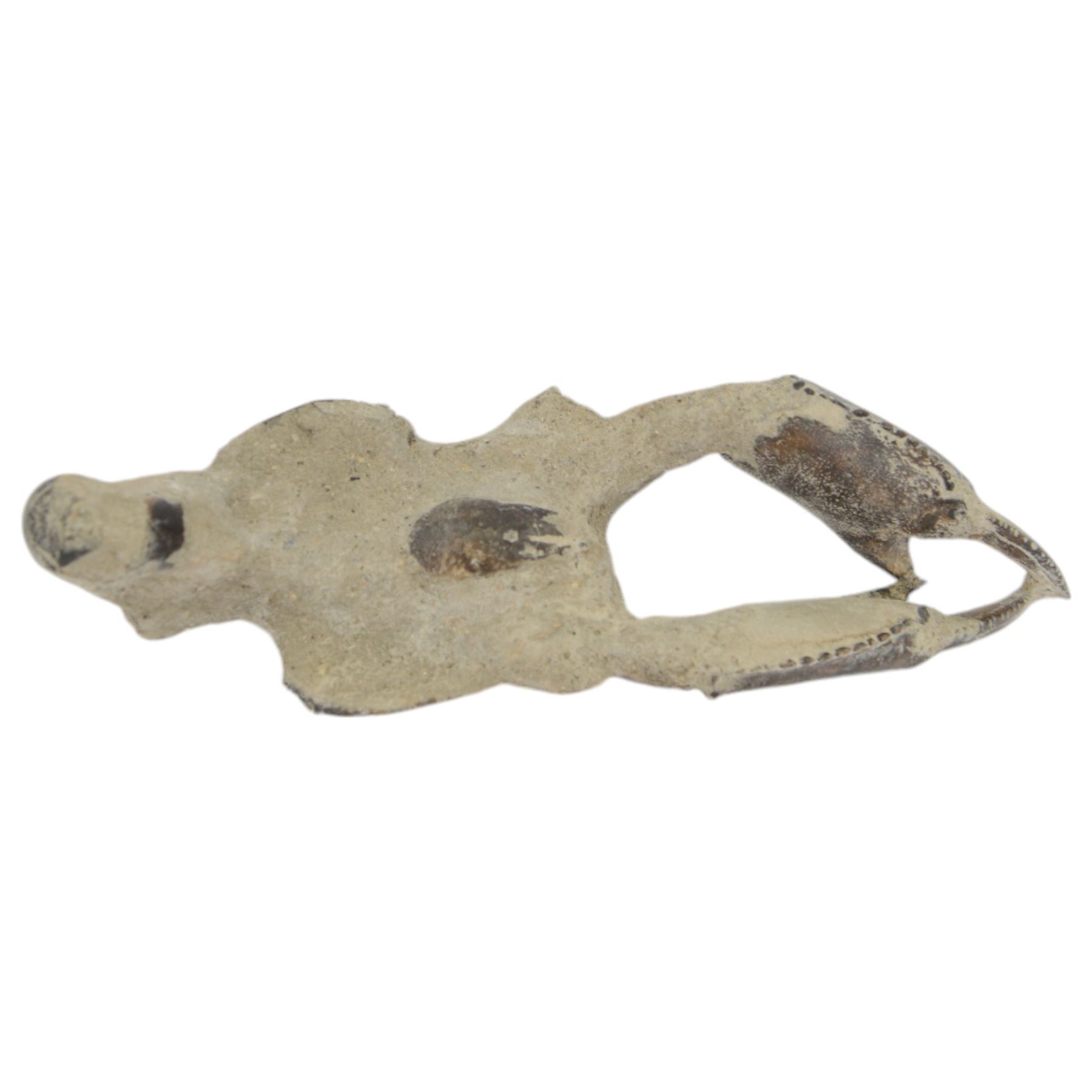 Thallasima crayfish fossil java, age; Miocene period, location; Indonesia, L15cm