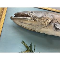 Taxidermy: Brown trout (Salmo trutta), skin mount on open display set against blue painted back drop with a gilt frame, H55cm, L89cm 