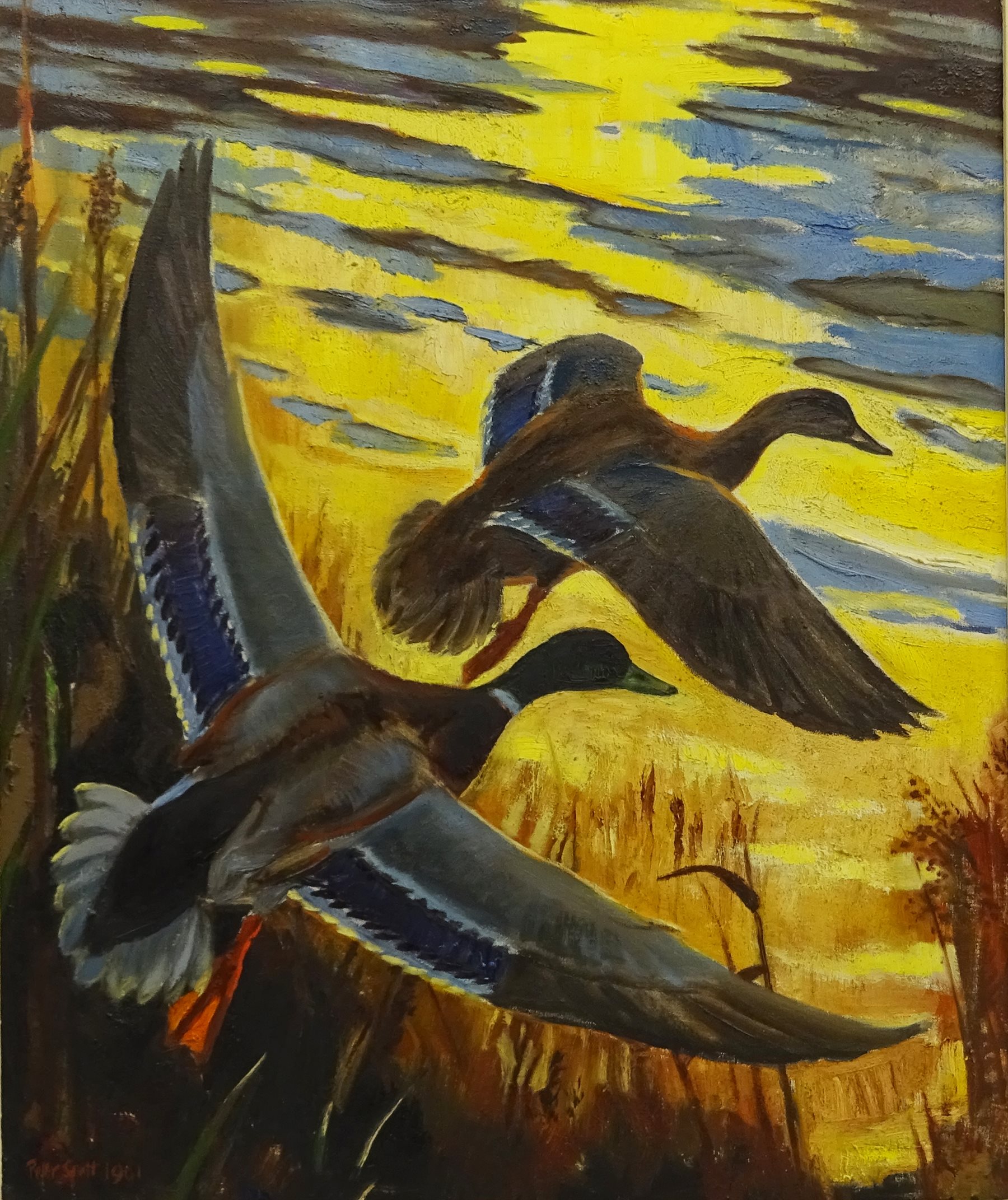 Sir Peter Markham Scott (British 1909-1989): Mallards Rising from Reeds at Sunrise, oil on canvas signed and dated 1961, 59cm x 49cm
Provenance: with Arthur Ackermann and Son Ltd, Old Bond St. London, label verso  

