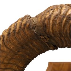 Antlers/Horns - European Mouflon (Ovis aries musimon), set of adult Mouflon ram horns on upper skull, mounted upon a pedestal wall shield, D51cm 