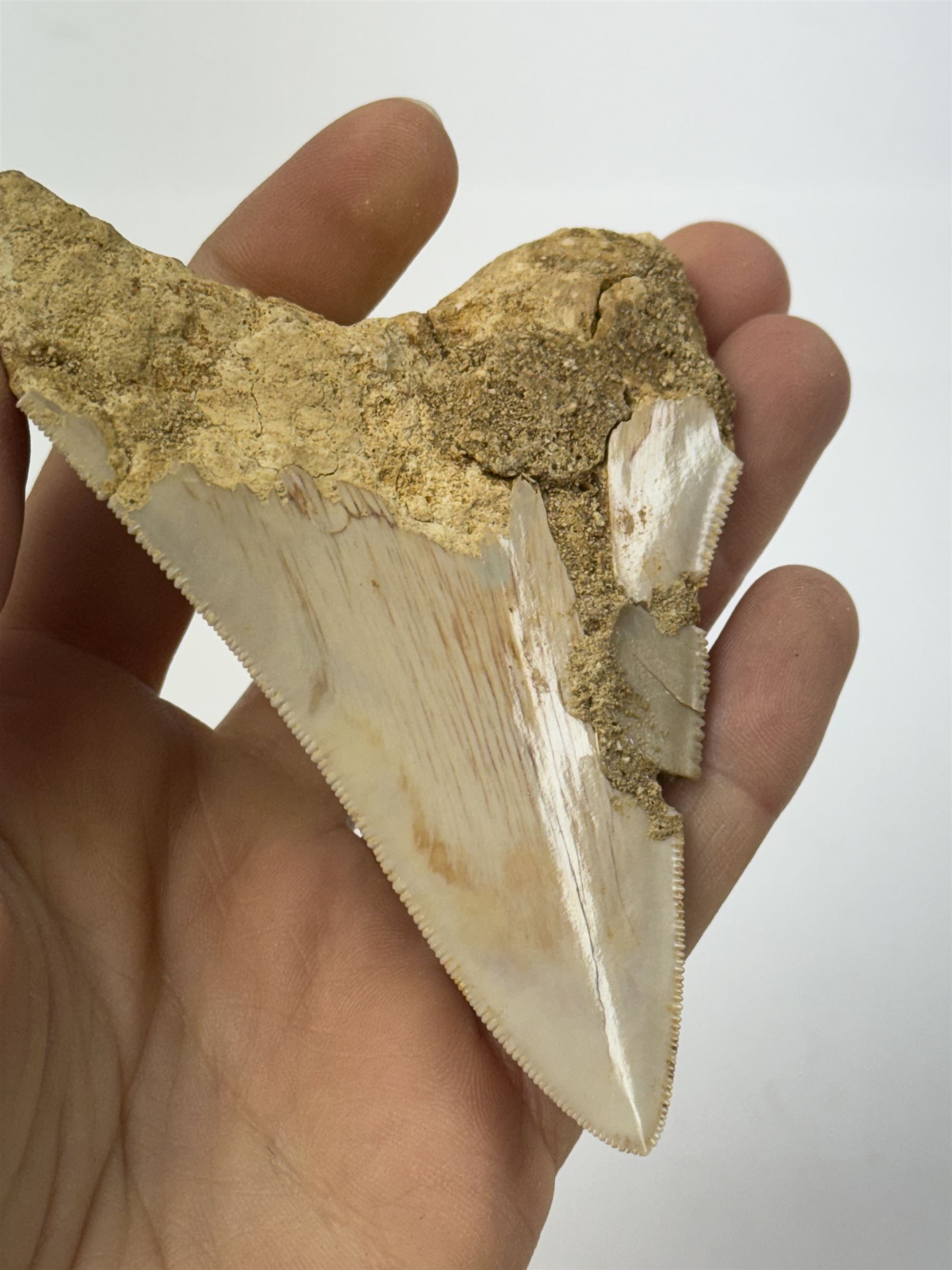 Megalodon (Otodus Megalodon) tooth fossil, with fine serrations, age; Miocene period location; Java, Indonisia, H9cm, W7cm 
Notes; Believed to have grown as large as 18 metres, the Megalodon was the largest shark and one of the most dominant marine predators ever to have existed. It roamed the ancient seas for around 20 million years until their extinction around 3.6 million years ago. Megalodon teeth vary in colour and ton. influenced and coloured over the millennia by the conditions in which they are preserved