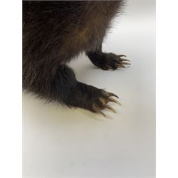 Taxidermy: European badger (Meles meles) full mount in walking position L82cm. 