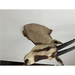 Taxidermy: Beisa Oryx (Oryx beisa beisa), adult male shoulder mount looking straight ahead, approximately H120cm