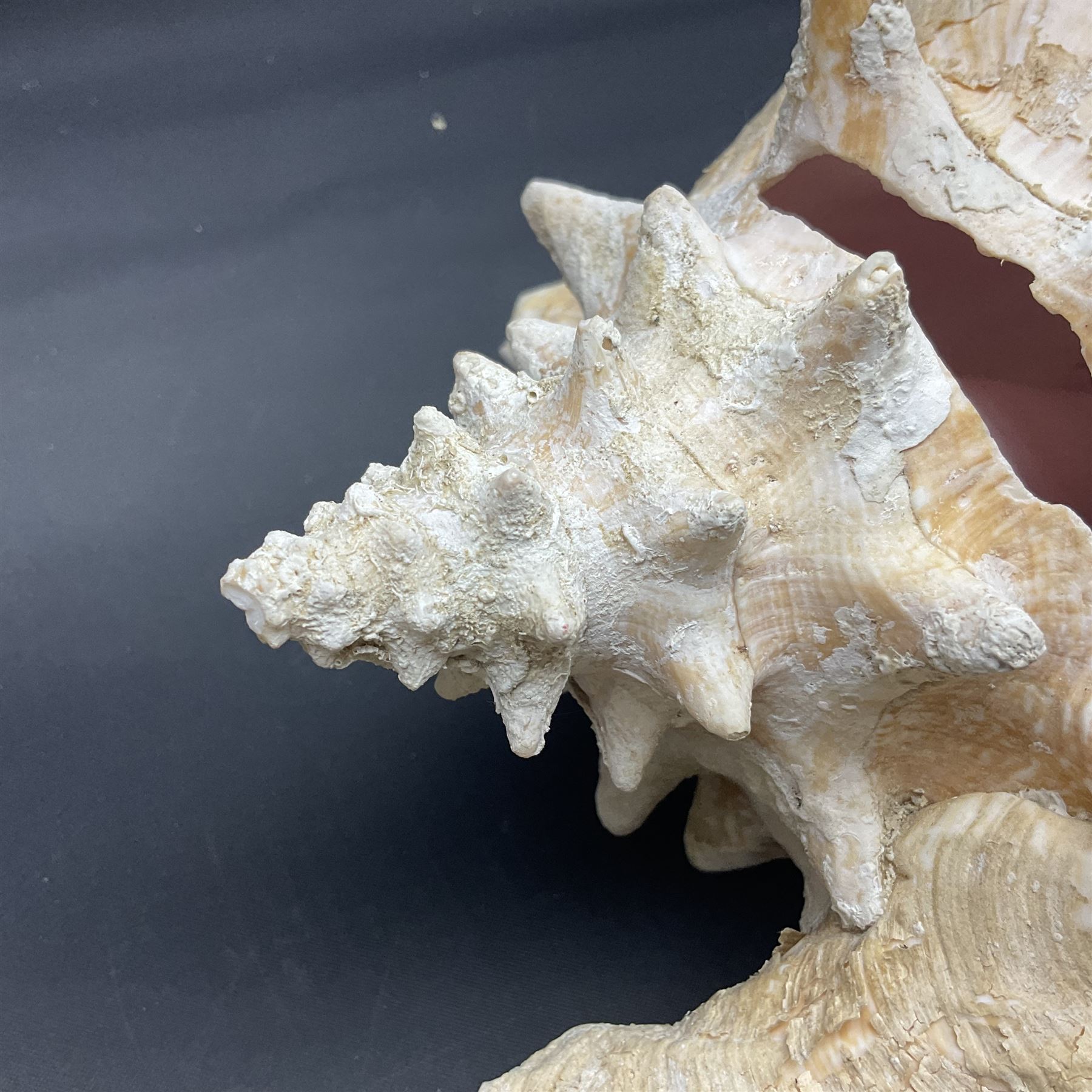 Conchology: selection of conch shells, to include horned examples, largest H17cm, L24cm