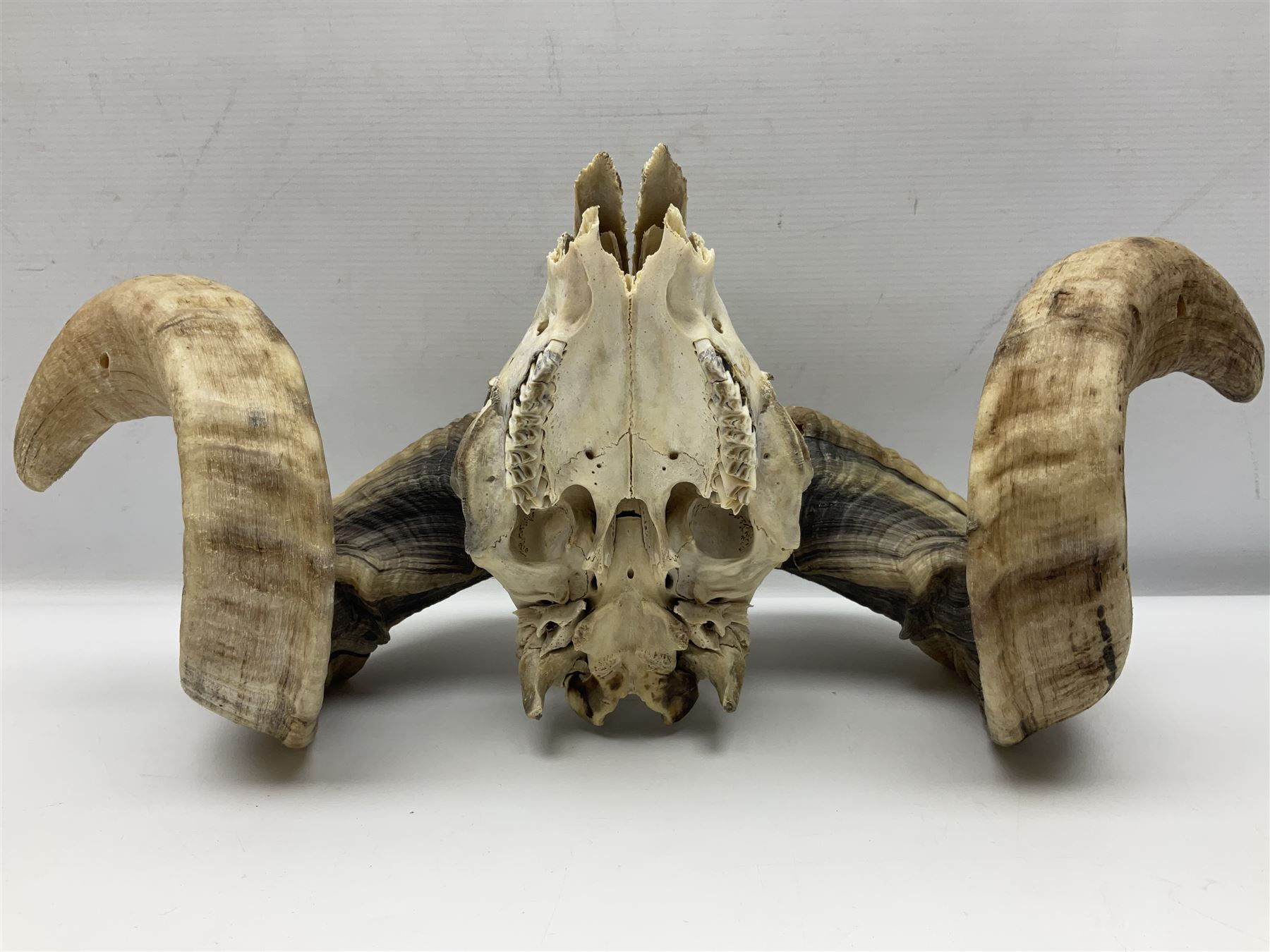 Skulls/Horns: Swaledale Ram Skull, (Ovis aries), set of adult horns on upper skull, H17cm