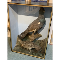Taxidermy: Victorian cased pair of Capercaillie (Tetrao urogallus), hen and cock birds, in naturalistic setting with lichen and fern, set against a pale blue painted backdrop, enclosed within an ebonized single pane display case, H108.5cm L76.5cm D39.5cm