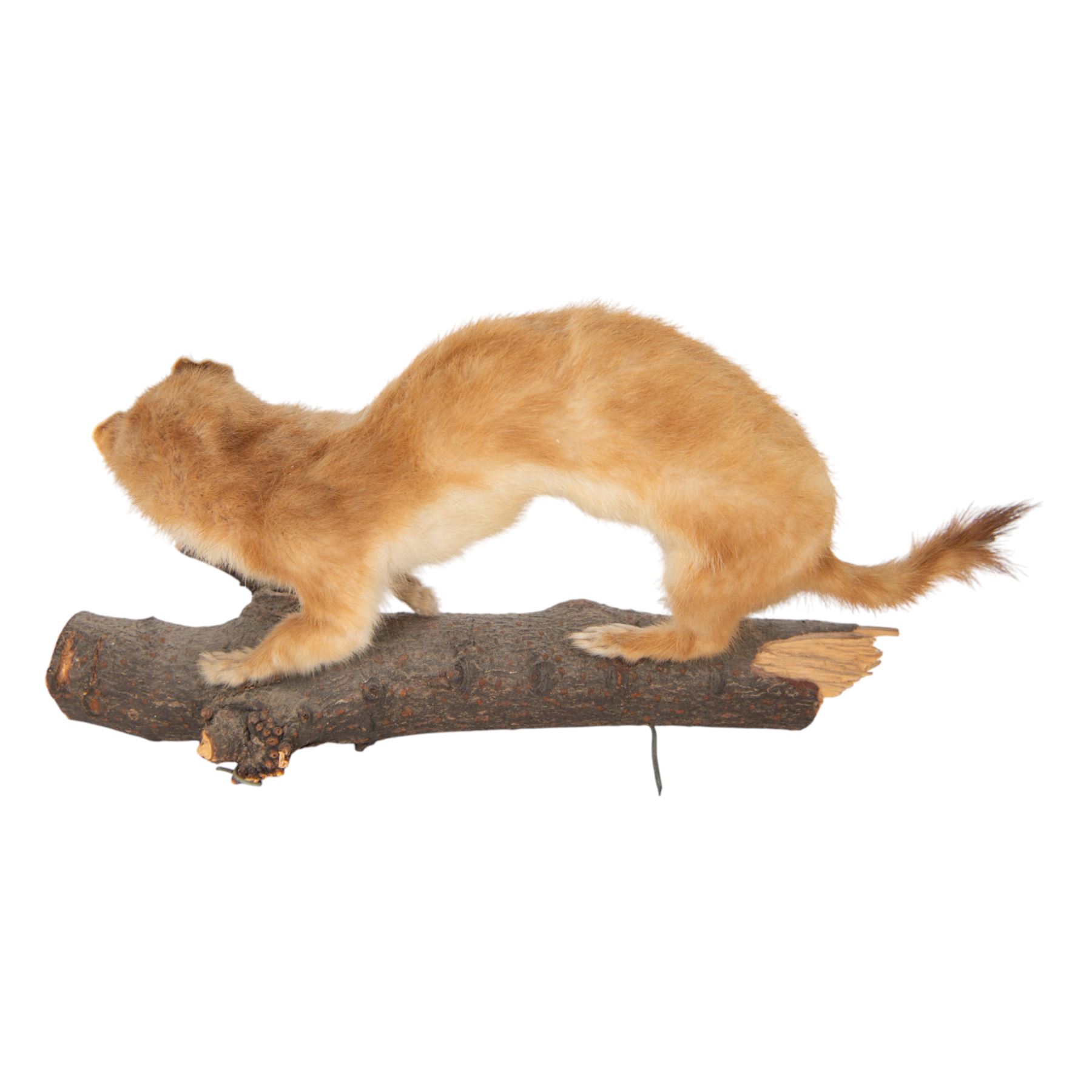 Taxidermy; Eurasian Stoat (Mustela erminea) full adult mount on open display, upon a branch, together with mouse (Apodemus sylvaticus) on open display and mouse skeleton 
