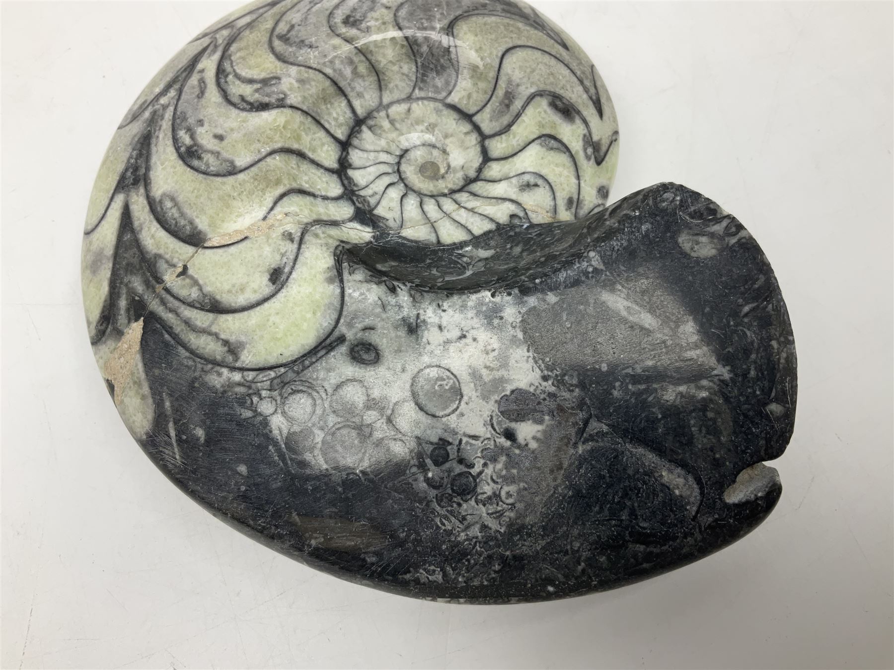 Polished Goniatite; Devonian period, H13cm, L16cm 