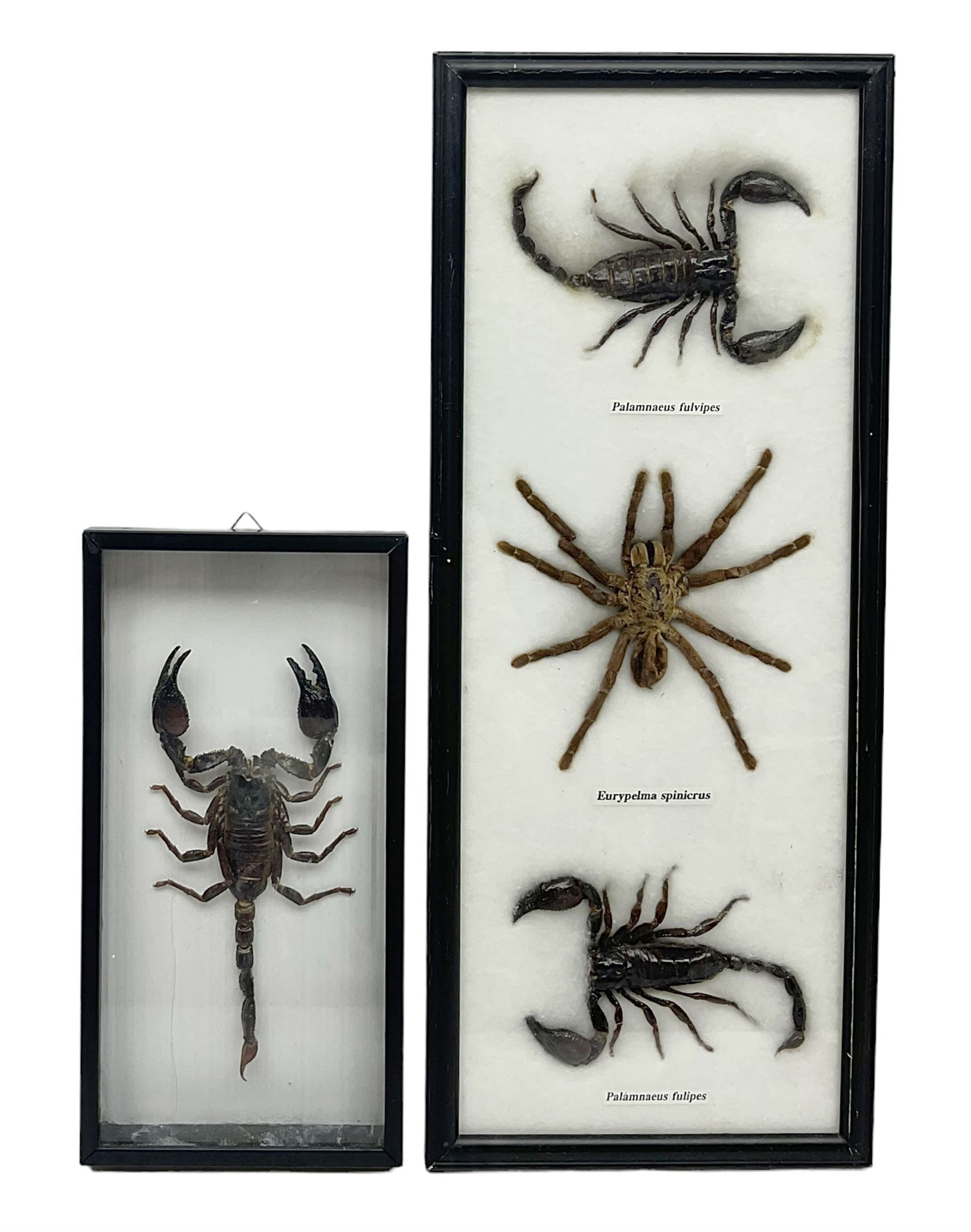 Entomology: Framed set of three specimens comprising two Giant Forest Scorpions (palamnaeus fulvipes) and a Tarantula (eurypeima spinicrus), together with another framed Giant Forest Scorpions (palamnaeus fulvipes)