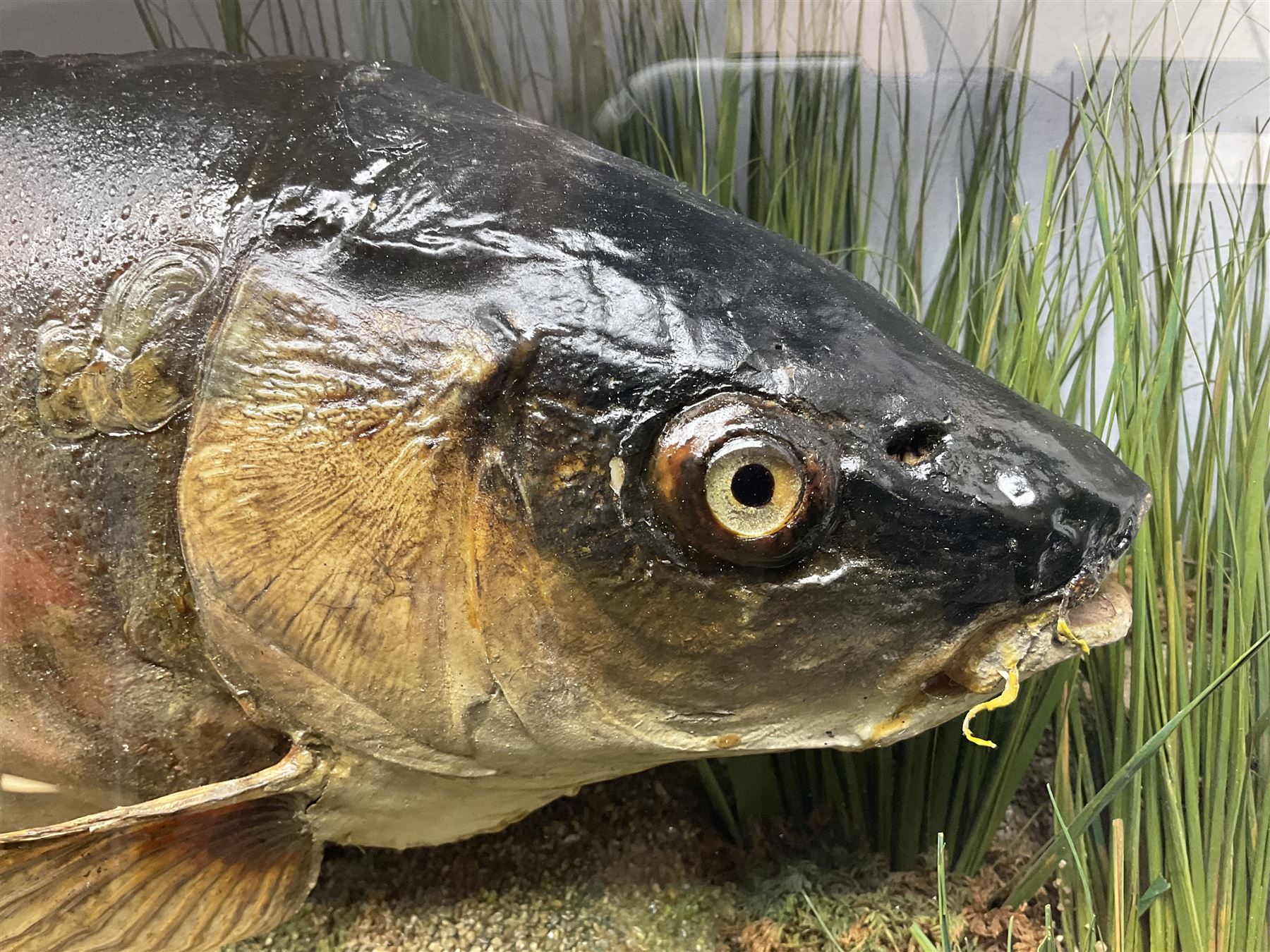 Taxidermy; Cased Mirror Carp (Cyprinus carpio carpio) a large preserved skin mount 
in a naturalistic setting set against blue painted back drop, enclosed within a glass bow fronted case, the interior bearing a label 'Carp Redmire Lake 12 lb 4 oz Oct 67' H42 cm W87 cm D27 cm
