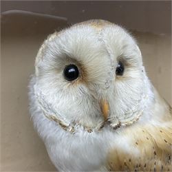 Taxidermy: Victorian cased Barn Owl (Tyto alba), full adult mount perched upon a tree stump amidst a natural setting, encased with an green single- glass display case, H46cm, L39cm, D17cm 