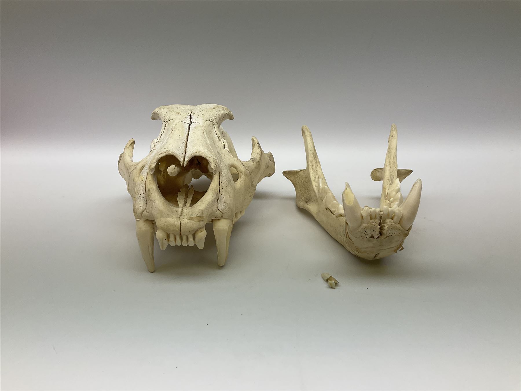 Taxidermy: Lion (Panthera leo), skull L34cm. 