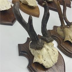 Antlers/Horns: Roe Deer (Capreolus capreolus) ten pairs of roe deer antlers mounted upon wooden shields, shield H19cm 