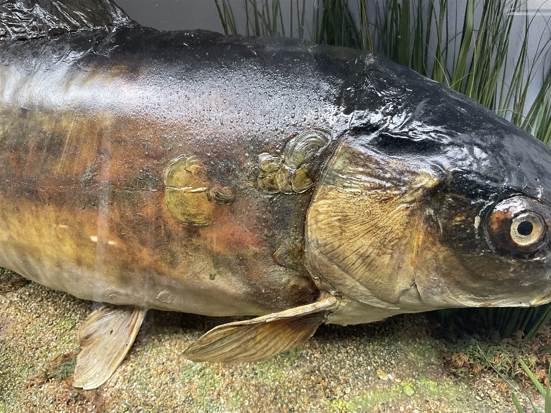Taxidermy; Cased Mirror Carp (Cyprinus carpio carpio) a large preserved skin mount 
in a naturalistic setting set against blue painted back drop, enclosed within a glass bow fronted case, the interior bearing a label 'Carp Redmire Lake 12 lb 4 oz Oct 67' H42 cm W87 cm D27 cm