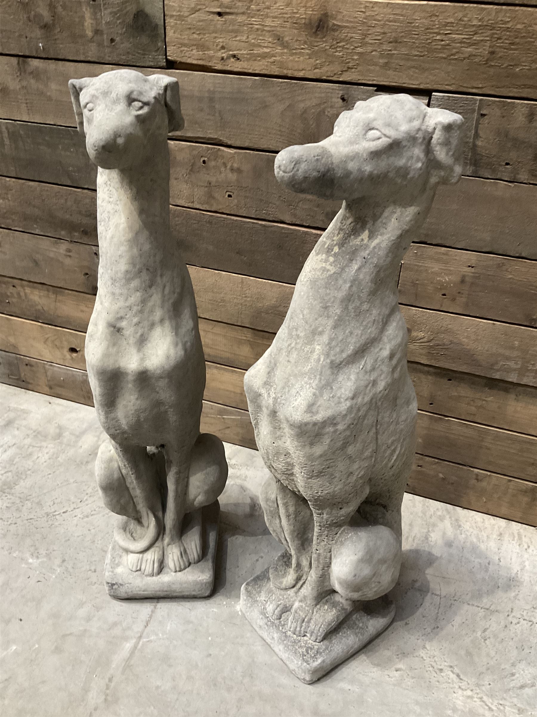 Pair of cast stone seated greyhounds, on square plinth base