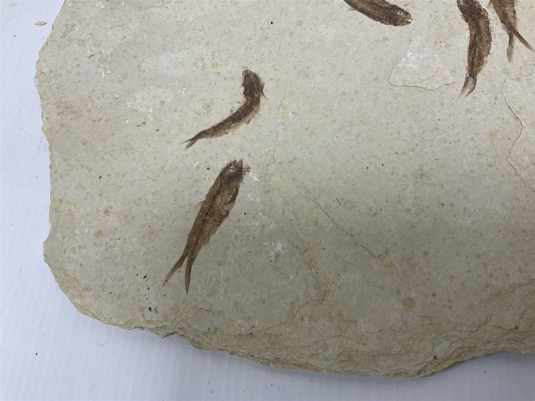 Fossilised fish group in a single matrix; shoal of fossilised fish (Knightia alta), age; Eocene period, location; Green River Formation, Wyoming, USA, matrix L71cm, H46cm