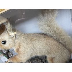 Taxidermy: Red Squirrels (Sciurus vulgaris), full adult mount, climbing a small cut tree stump, in a naturalistic setting, encased within a single pane display case, together with cased Ermine ((Mustela erminea), full adult mount, in a ebonised single pane display case, squirrel case, H35cm, L38cm