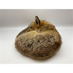 Taxidermy: Fireside red fox (Vulpes vulpes), a full mount adult fox in recumbent position, L44cm. 