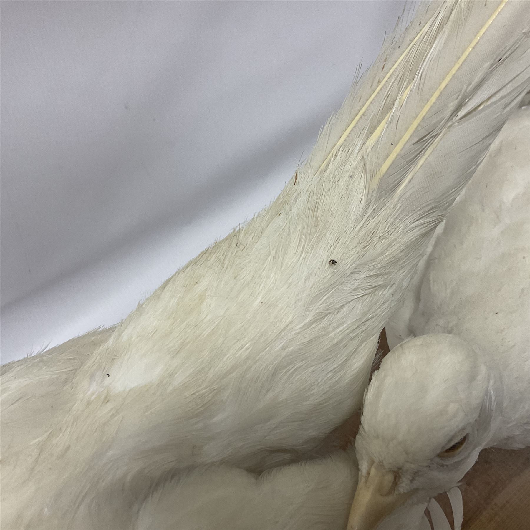 Taxidermy; pair of Common Pheasants (Phasianus Colchicus), white cock and hen adult mounts, upon a wooden base, H51cm  