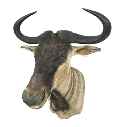 Taxidermy: Blue Wildebeest, shoulder mount, D70cm, W70cm 