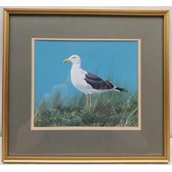 Alan M Hunt (British 1947-): 'Lesser Black Backed Gull', watercolour and gouache signed, titled verso 19cm x 23cm