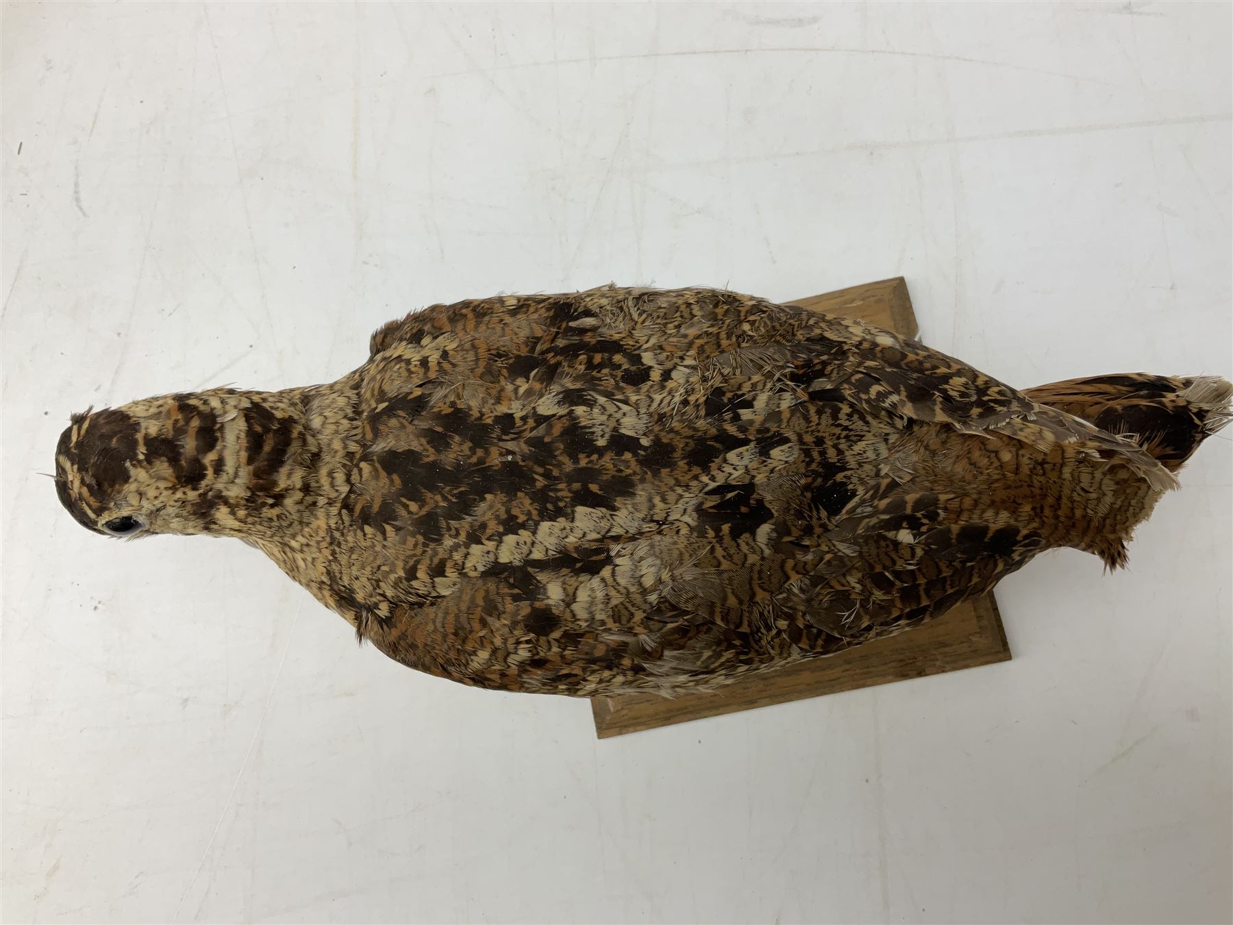 Taxidermy: Two Woodcock (Scolopax rusticola), both adult mounts on open display upon wooden bases, tallest example H22cm 