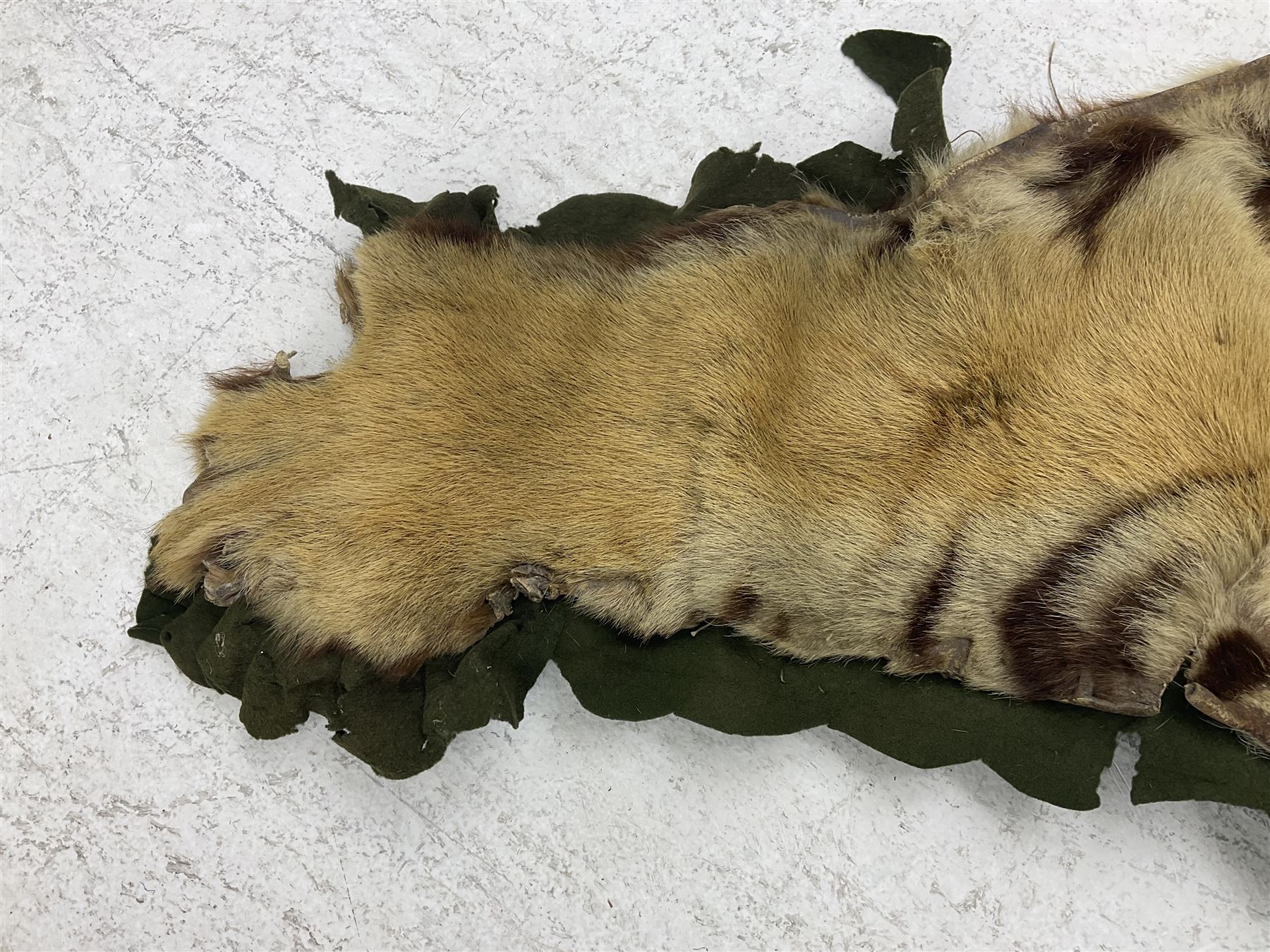 Skins/Hides: Victorian Tiger skin rug (tigris tigris), with green backing with scalloped edges,  L188cm  