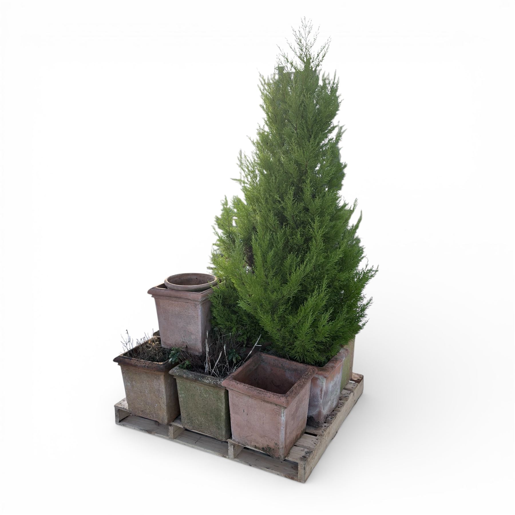 Collection of square terracotta plant posts, one planted 