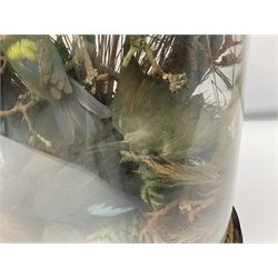 Taxidermy: late Victorian tropical bird diorama, containing several tropical birds to include, Black-headed Oriole (Oriolus Larvatus), Siskin (spinus), Green Honeycreeper (Chlorophanes spiza), each perched on branches, on an oval ebonised base, within a glass dome, H62cm, L40cm