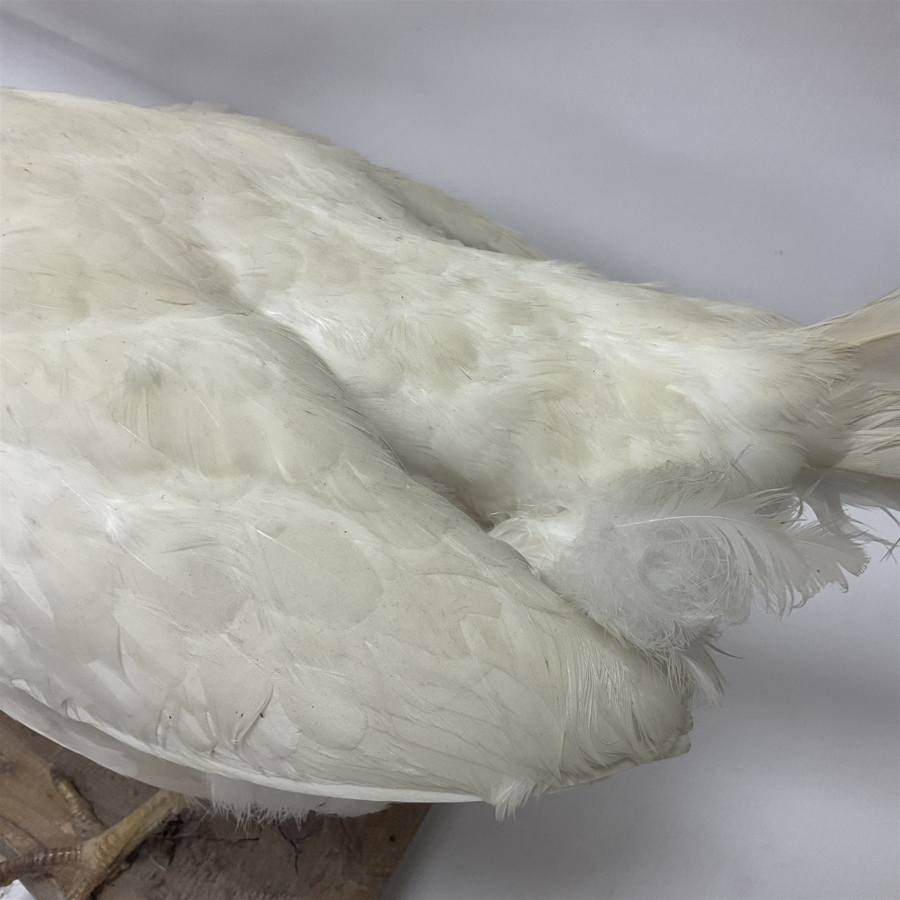 Taxidermy; pair of Common Pheasants (Phasianus Colchicus), white cock and hen adult mounts, upon a wooden base, H51cm  