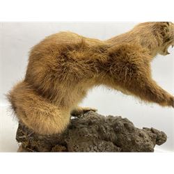 Taxidermy; Pine Marten (Martes martes) or similar, full adult mount mounted on a naturalistic branch, together with a weasel (Mustela) on a wooden plinth, pine marten H34cm