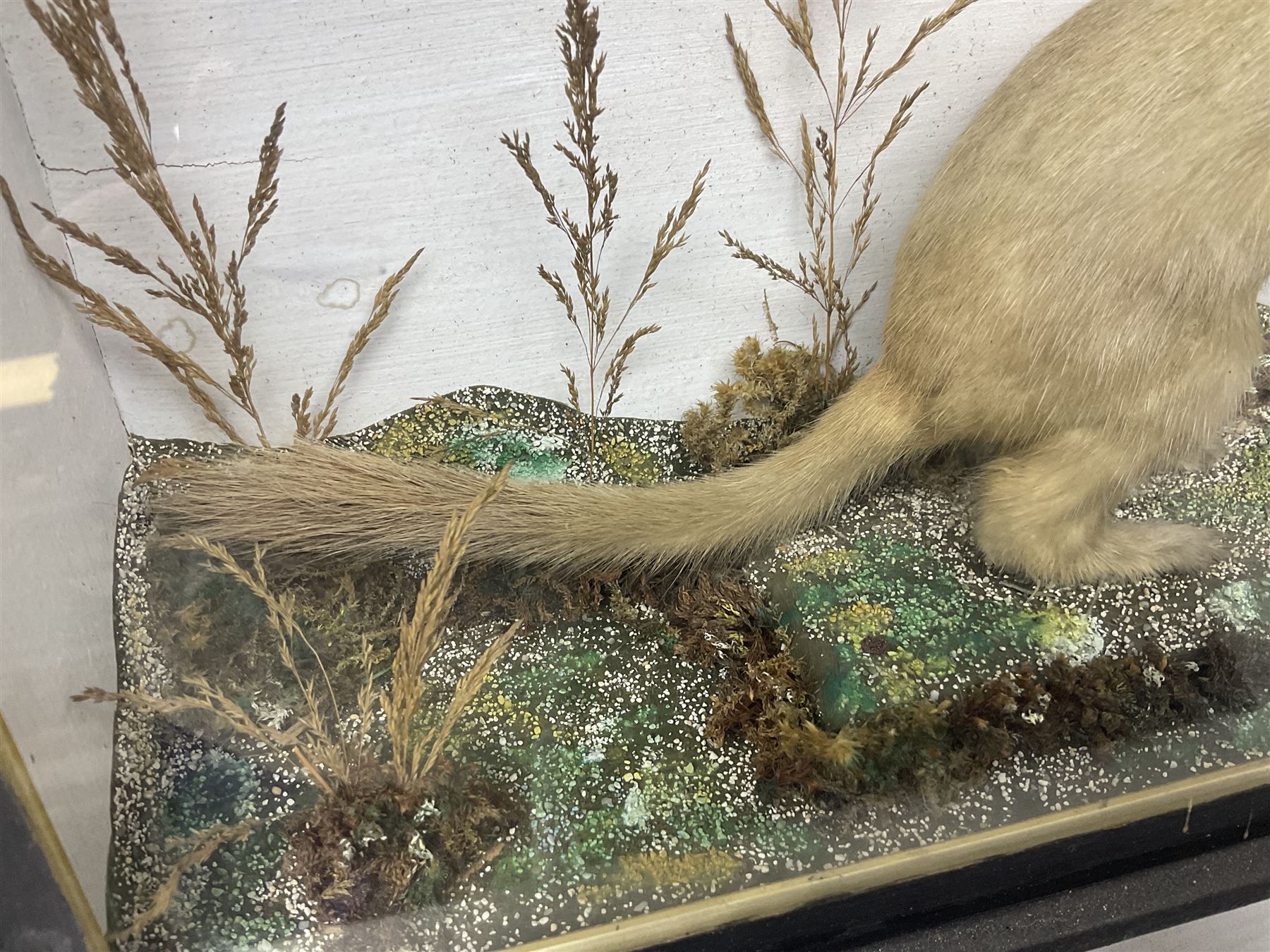 Taxidermy: Red Squirrels (Sciurus vulgaris), full adult mount, climbing a small cut tree stump, in a naturalistic setting, encased within a single pane display case, together with cased Ermine ((Mustela erminea), full adult mount, in a ebonised single pane display case, squirrel case, H35cm, L38cm