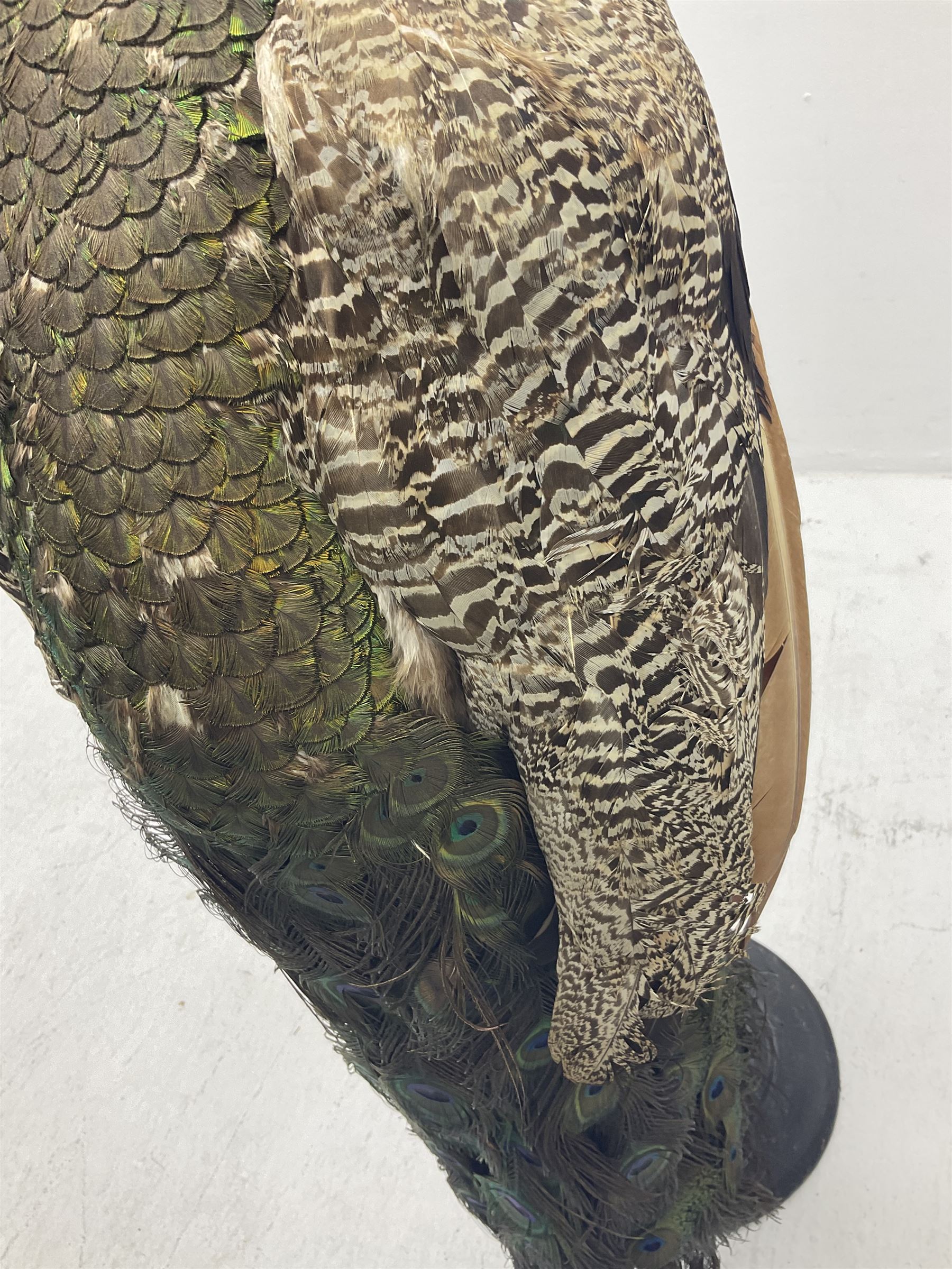 Taxidermy: Indian Peacock (Pavo cristatus), full mount adult cock bird facing forward, with tail hanging below, mounted upon an ebonised plinth, H140cm